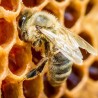 Le manoir des abeilles (Maison Peltier)