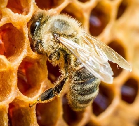 Le manoir des abeilles (Maison Peltier)